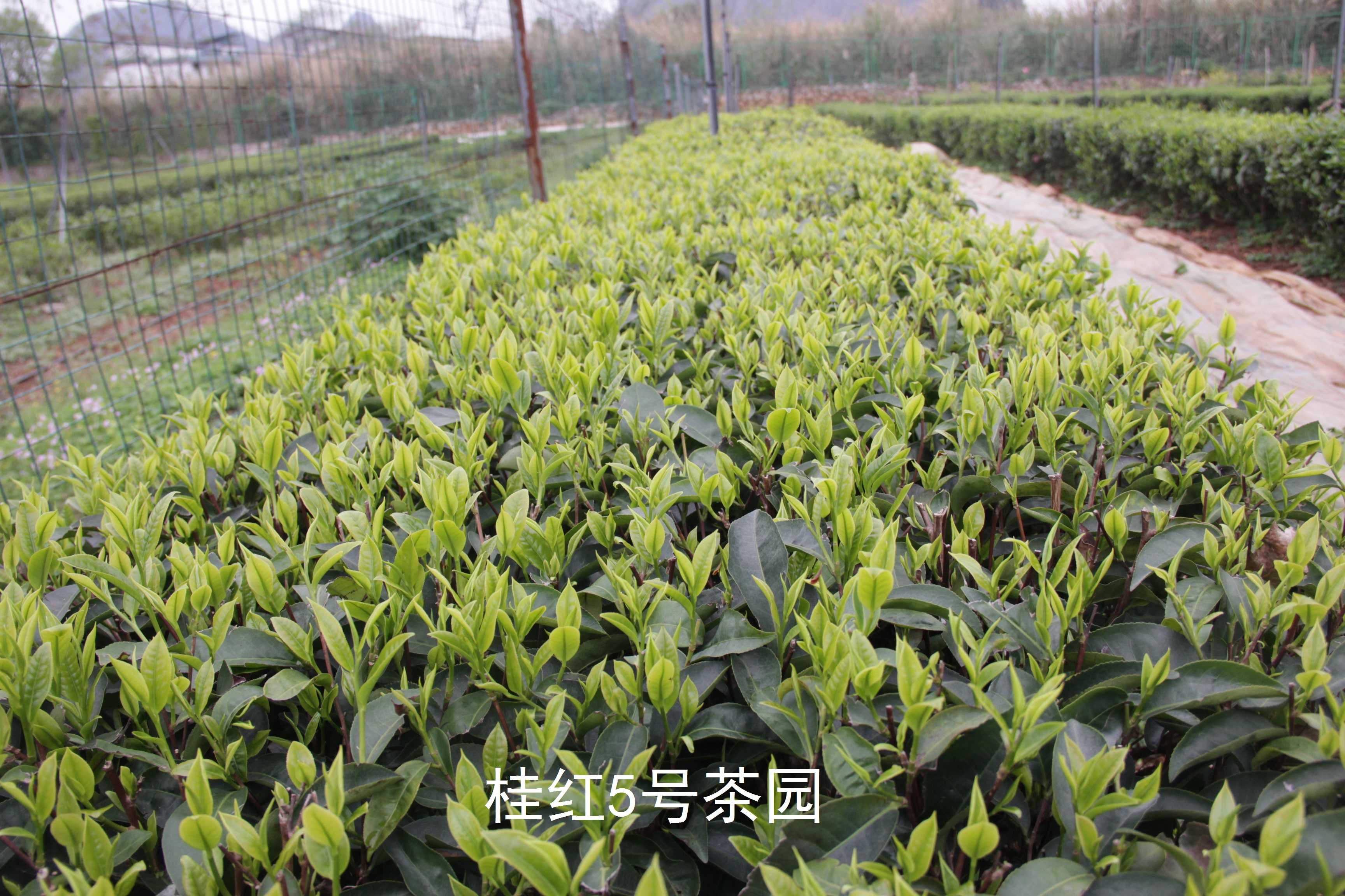 微信图片_20240904090004.jpg 大发体育