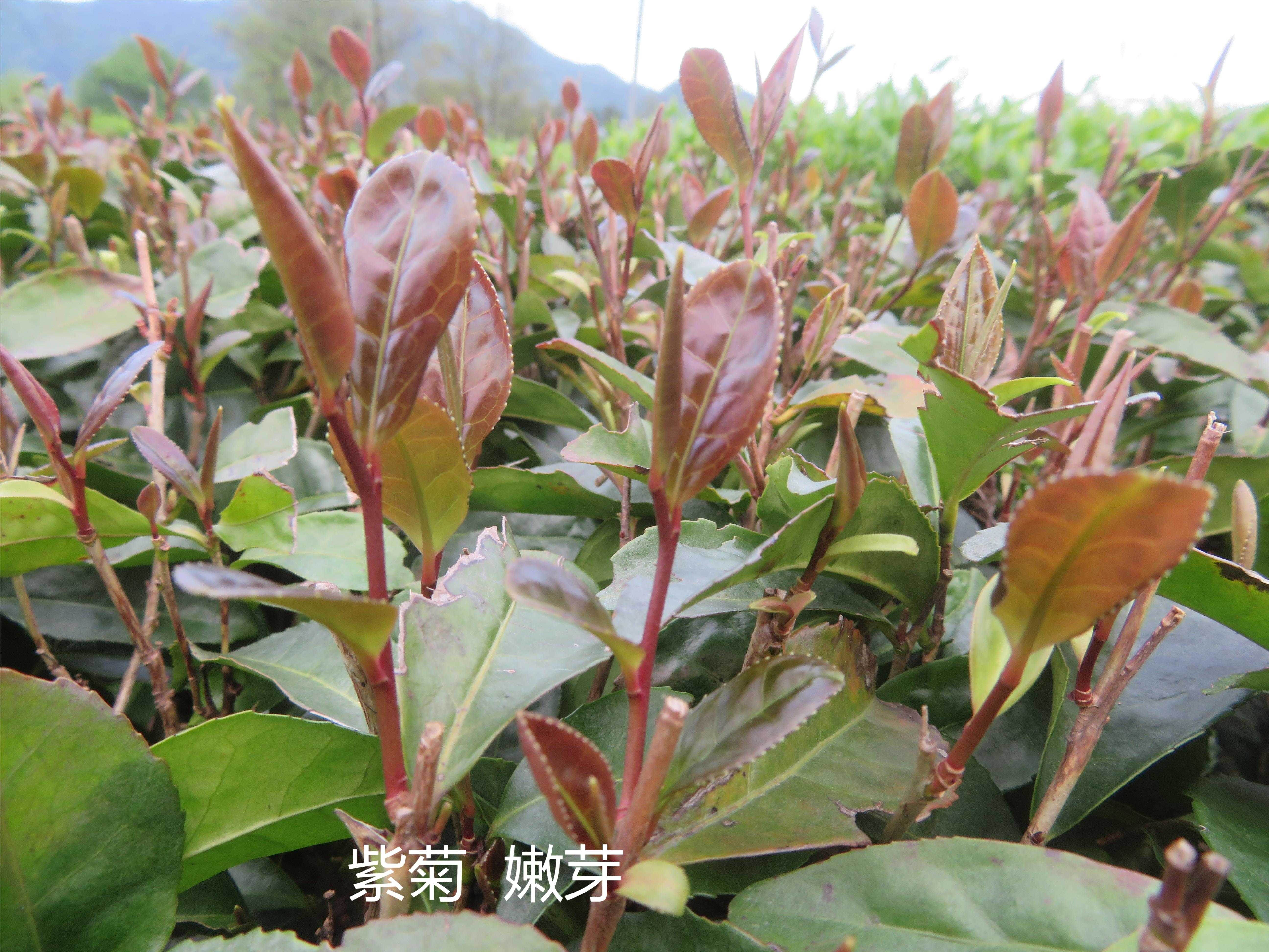 微信图片_20240904090019.jpg 大发体育