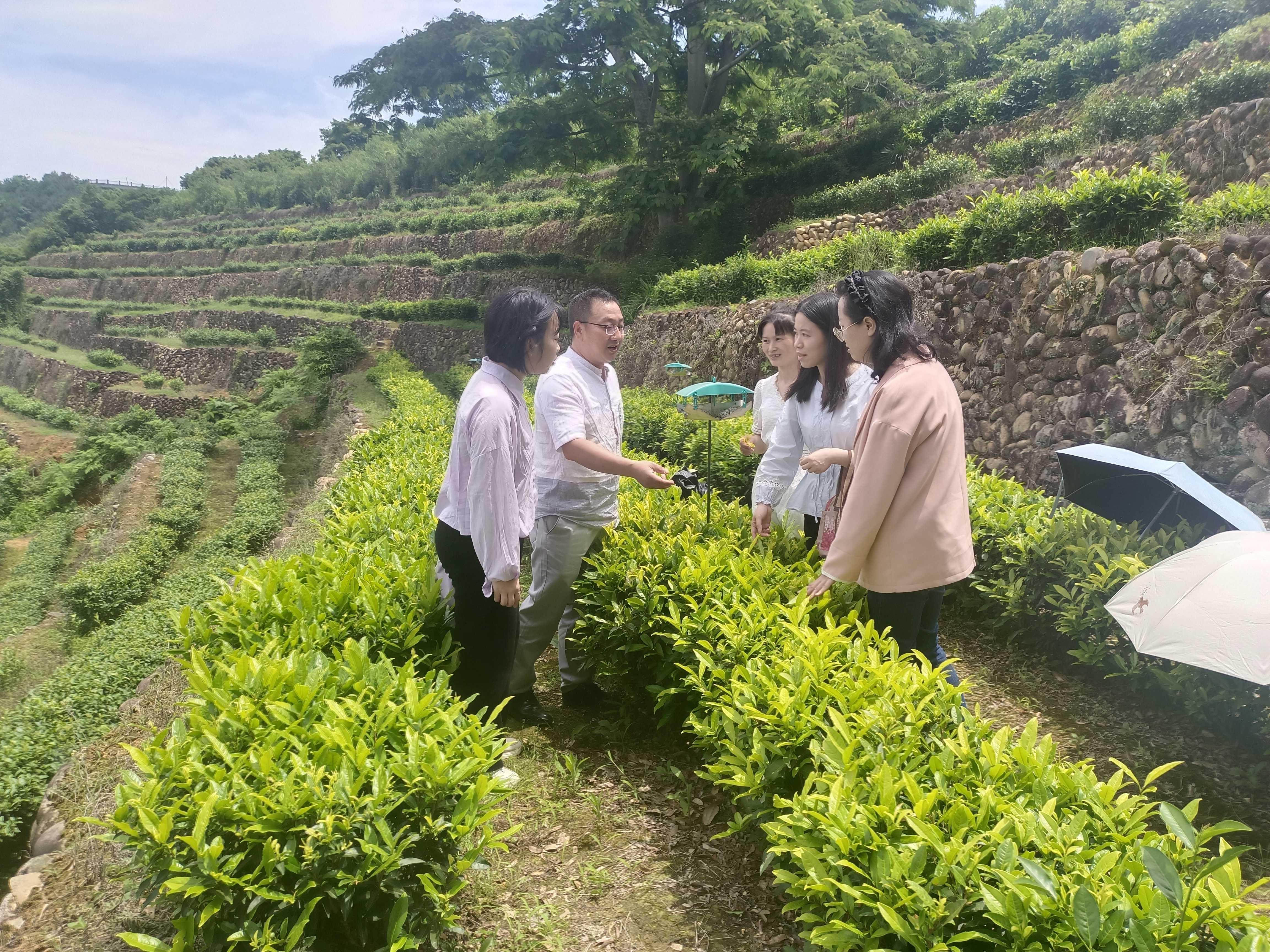 福建茶科所王振康主任向本站科技人员介绍品系情况.jpg 大发体育