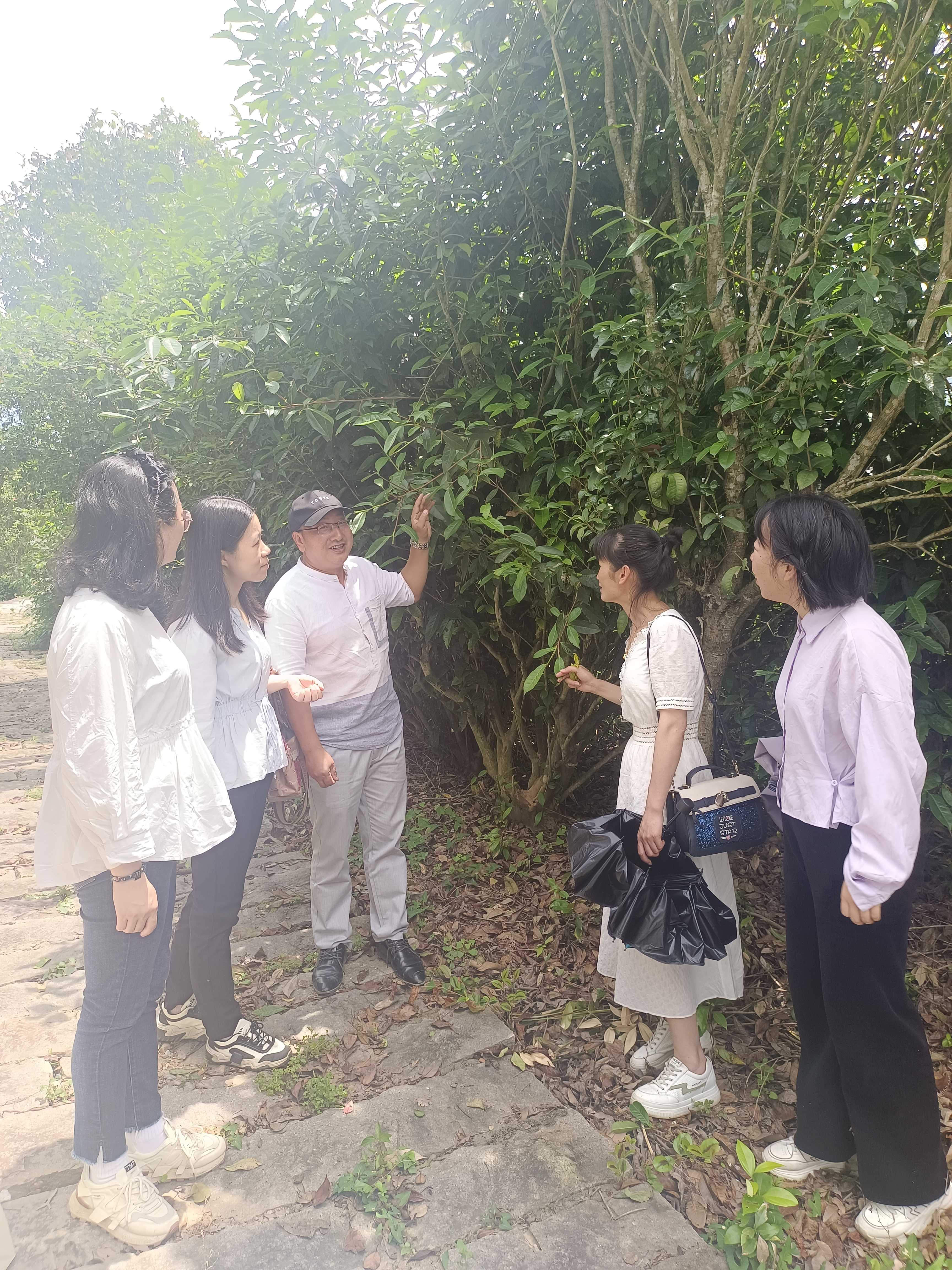 福建茶科所王振康主任向本站科技人员介绍资源圃内种质资源情况.jpg 大发体育