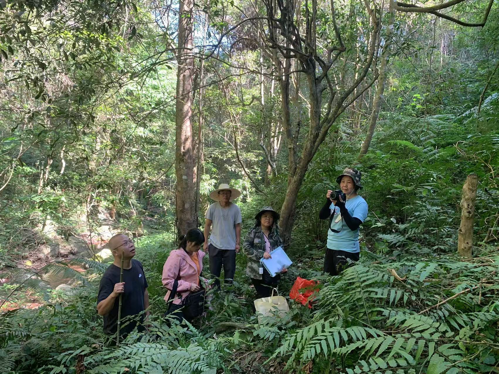 第二普查组到荔浦蒲芦乡开展茶树种质资源调查.jpg 大发体育