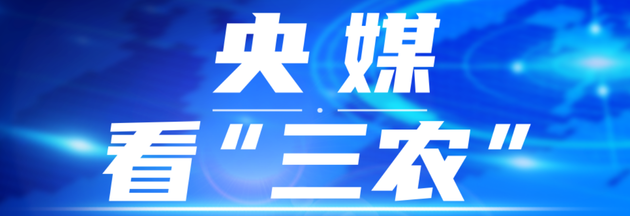 央媒看大发
