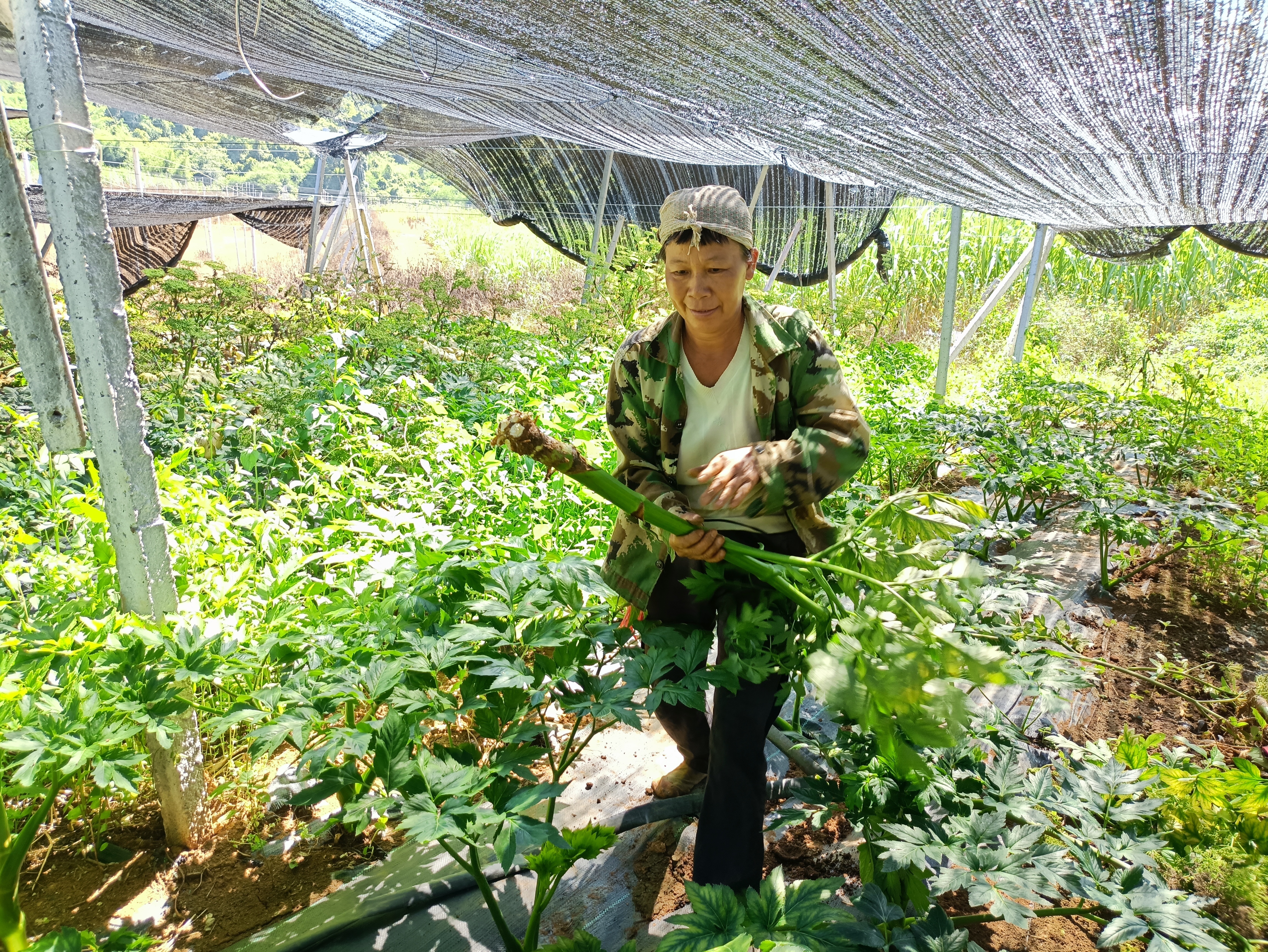 农户在明日叶种植基地采收明日叶中草药.jpg 大发体育