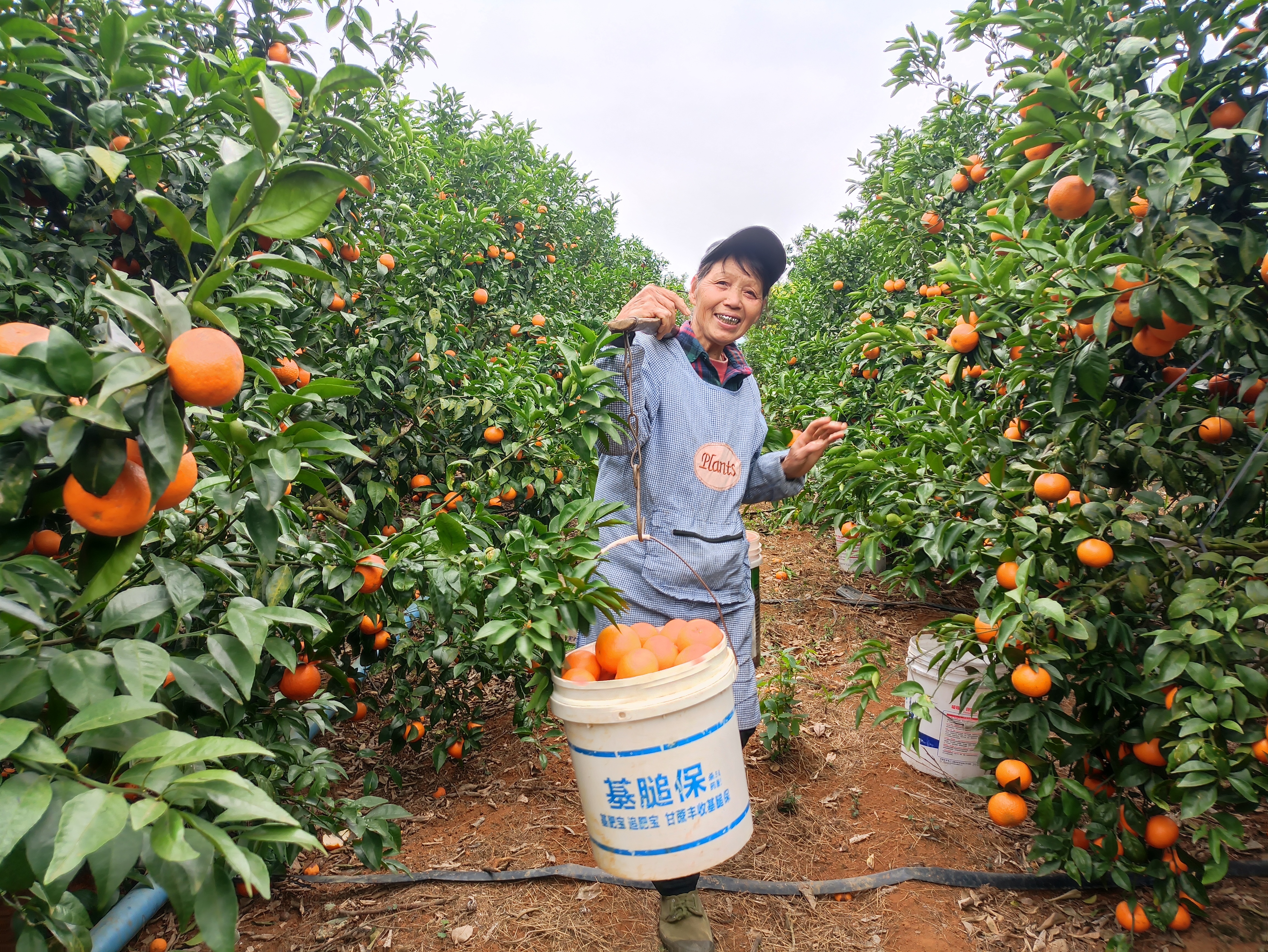 农户在沃柑种植基地采摘沃柑.jpg 大发体育