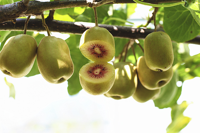 南丹猕猴桃-1.jpg 大发体育