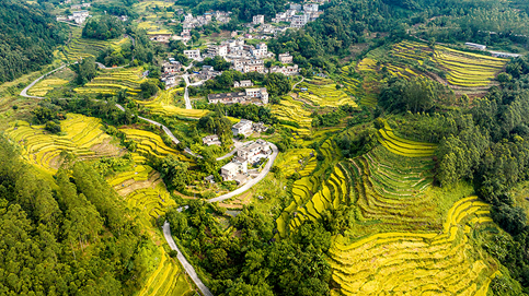 image.png 大发体育