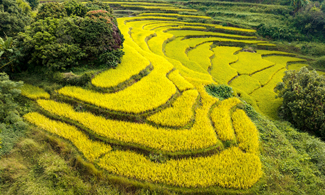 image.png 大发体育