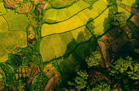 image.png 大发体育